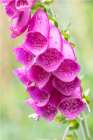 Norway, Svalbard. Purple foxglove flowers close-up. Art Print